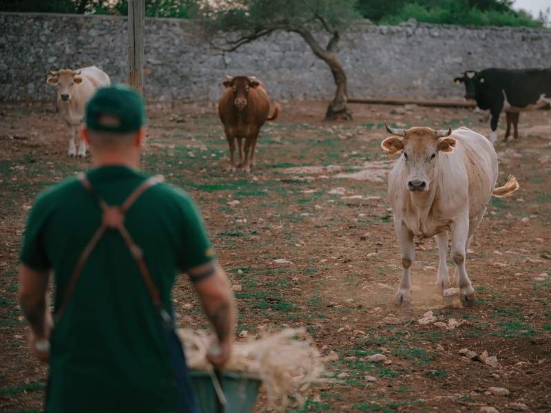 Con il suo disciplinare, Il Mannarino alleva oggi Fassona Piemontese e Black Angus italiani