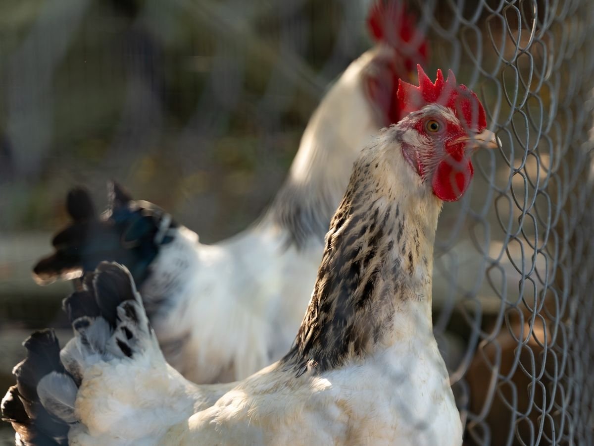 In totale, sono 81 le aziende food retail legate al pollo analizzate da The Pecking Order in Europa